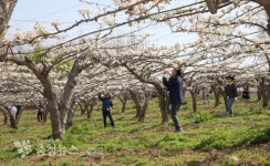 천안시의회 경제산업위원회, 배꽃 인공수분 일손돕기 나서