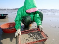 태안군, 고품질 명품 바지락 생산 기반 구축