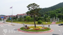 예산군 도로변 황금사찰나무 눈길