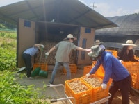 아산시 기후변화대책과, 1부서 1촌 자매결연마을 농촌일손돕기