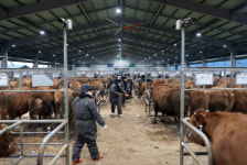 김정섭 공주시장, 새해 첫 가축시장 현장 방문