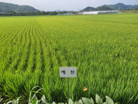 공주시, 최고품질 예찬벼 재배단지 조성 박차