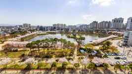 [사진] 서산중앙호수공원 벚꽃 활짝