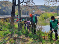 세종시새마을회, 도로변 교차로에 남천 4000주  식재