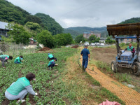 공주시 금학동, 여름꽃 3만본 식재…아름다운 경관 조성