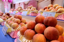 제20회 조치원 복숭아 축제, ... 최민호 시장 색소폰 연주 '감동'