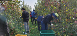 예산군 재무과, 막바지 농촌일손돕기 구슬땀