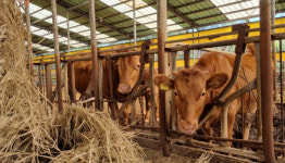 당진시, 한우 수급 불균형 선제 대응 총력