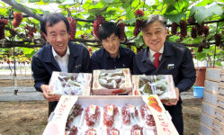 대전 산내농협, 델라웨어 포도 전국 첫 출하
