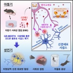 KAIST, 아동학대 등 스트레스 정신질환 발병 원인 규명