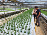 예산군, 쪽파 양액재배로 두 마리 토끼 다 잡아