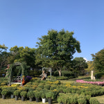 아산 영인산자연휴양림 국화 전시회 개최