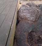 이순열 의장, 세종 보호수 및 천연기념물 상태 심각 비판