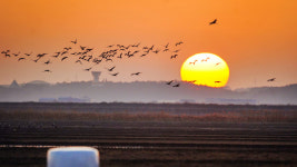 [사진] 서산시 천수만 노을을 수놓으며 여행을 떠나는 흑두루미 떼