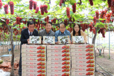 대전 산내농협, 델라웨어 포도 전국 첫 출하