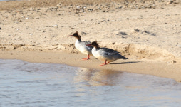 [사진] 서산 천수만에서 22일 오후 3시경 확인된 호사비오리