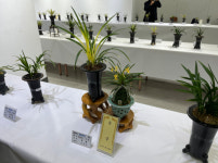 보령시 난 연합회, 제25회 봄 전시회... 한국춘란의 향연