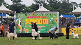 서산시, 제3회 반려동물 문화축제 펫토피아 성료