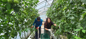 춘천숲체원, 신북읍 토마토농장서 일손돕기 구슬땀