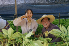 캐고 만들고 먹고 즐기는 금산 인삼캐기 체험여행