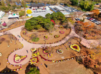 [사진] 태안 국화축제...가을의 향연 만끽