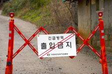 당진시, 송산면 무수리 ASF 확진…긴급 대응 총력