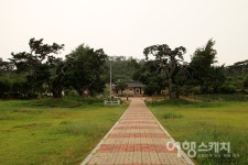 서산 송곡서원 향나무, 천연기념물 된다