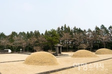 [제주 4.3 70주년] 평화의 섬 제주, 동백꽃 따라 4.3을 걷다