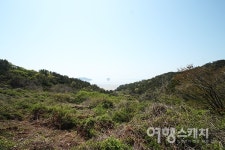 [봄 여행주간] 당일치기 섬 여행? 영광 송이도로 가즈아~