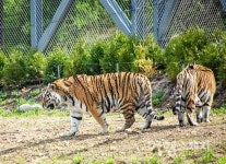 백두산호랑이, 경북 봉화 국립백두대간수목원에서 유유자적