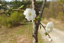 [봄 여행주간]누구나 걷기 좋은 길, 횡성 호수길 5구간