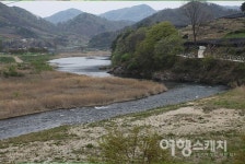 [봄 여행주간} 강을 끼고 걷는 꽃길, 금강 길 여행