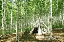 연초록 물결로 출렁이는 원대리 자작나무숲... 하늘 향해 곧게 뻗은 41만 그루의 향연