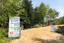 연초록 물결로 출렁이는 원대리 자작나무숲... 하늘 향해 곧게 뻗은 41만 그루의 향연