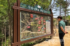 연초록 물결로 출렁이는 원대리 자작나무숲... 하늘 향해 곧게 뻗은 41만 그루의 향연