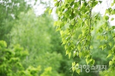 연초록 물결로 출렁이는 원대리 자작나무숲... 하늘 향해 곧게 뻗은 41만 그루의 향연