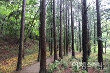 <박상대의 추억 여행> 해남 대흥사 숲길아~ 내 젊은 날의 역사를 간직하고 있는 기억창고여!