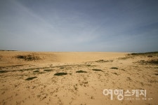 바람이 모래를 실어 나른 1만5000년의 흔적, 태안 신두리 해안사구