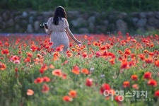 [주말 나들이] 원주 용수골 꽃양귀비 축제, 오는 17일까지 개최
