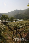 충북 영동, 석천 따라 월류봉 둘레길 걷기 여행