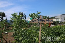 [쉬영갑서예 ①] 쇠소깍 구경하고, 감귤 체험까지, 서귀포시 하효마을