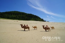 [양소희의 섬여행] 바다와 소나무가 노래하는 푸른 섬, 대청도