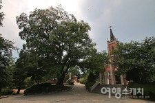 [아산 여행] 다섯 그루 보호수가 있는 공세리 성당, 그리고 공세리 공감마을