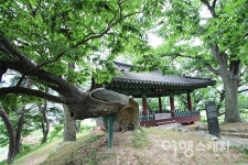 [아산 여행] 은행나무와 함께 한 청백리의 삶… 충남 아산 맹씨행단