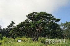 [아산 여행] 스스로 치유하며, 아름다움을 선사하는 봉곡사 천년의 숲길