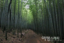 400년 만에 개방한 부산 기장의 아홉산숲과 일출명소 오랑대