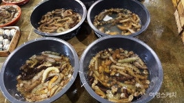 [미식 여행] 알게 되면 신기한 해삼의 생태