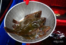 [미식 여행] 고래 잡던 항구로 들어오는 용가자미