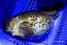 [미식 여행] 겨울철 별미 멍텅구리를 아십니까?