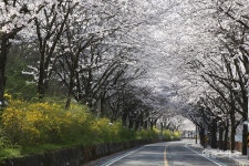 [자전거여행] 물길 따라 달리는 봄 자전거 여행! 맑고 아름다운 강변, 구례 섬진강 자전거길